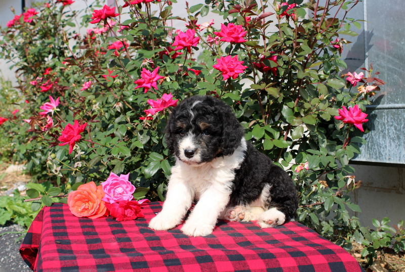 puppy, for, sale, Bernedoodle, Matthew B. Stoltzfus, dog, breeder, Gap, PA, dog-breeder, puppy-for-sale, forsale, nearby, find, puppyfind, locator, puppylocator, aca